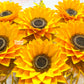 16 pcs sunflowers